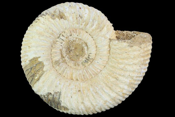 Perisphinctes Ammonite - Jurassic #100290